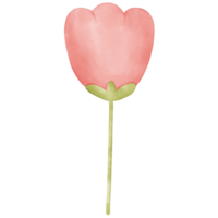 ilustração de flores em aquarela png