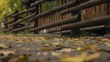 um gato branco-vermelho de rua caminha ao longo de uma cerca de madeira video