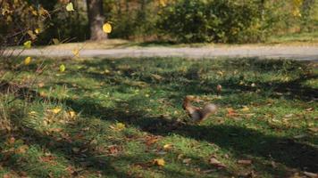 a squirrel jumps on green grass video