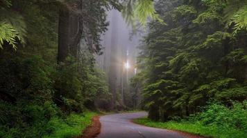route des arbres forestiers video