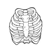 Doodle Illustration of human rib cage. Line art style. Boho vector realistic