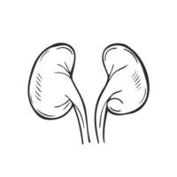 icono de doodle de contorno dibujado a mano de riñones. Ilustración de esbozo vectorial del concepto de trasplante de riñón y diálisis renal para impresión, web, móvil e infografía aislado sobre fondo blanco. vector