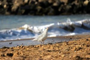 seagulls on beach sand photo