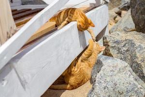 Two cats playing in summer on a beach photo