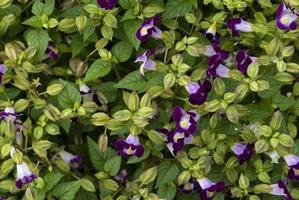 flores de torenia fournieri o flor de espoleta hermoso color púrpura en el jardín foto