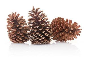 Dry pine cones on white background photo