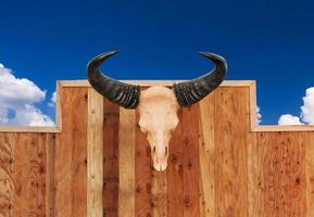 Skull cow hung on wall