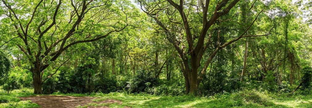 Panoramic Tropical rain forest jungle in Thailand photo