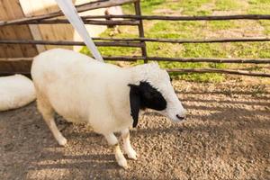 Sheep  in the farm photo