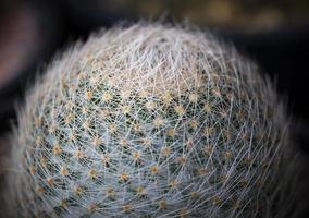 Close up small cactus photo