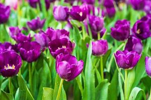 tulipanes morados en el jardín foto