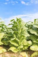 Field of Nicotiana tabacum photo