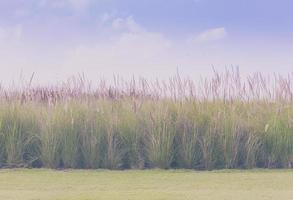 Imperata cylindrica Beauv with grass field photo