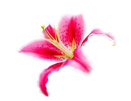 Pink lily flower on white photo