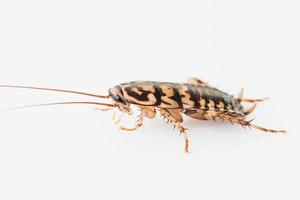 cockroach on white background photo