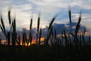 campo de trigo en la puesta del sol del agente rural foto