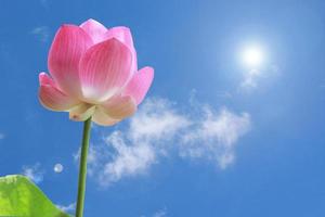 Pink lotus flowers and beautiful sky. photo