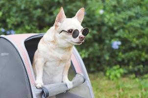 brown short hair chihuahua dog wearing sunglasses standing  in pet carrier backpack with opened windows, looking away. photo