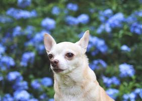 perro chihuahua de pelo corto marrón sentado en la hierba verde en el jardín con flores moradas en el suelo negro, mirando hacia otro lado, copiando espacio. foto