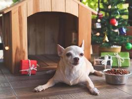 short hair Chihuahua dog  lying down  in front of wooden dog's house, christmas tree and gift boxes, looking at camera. photo