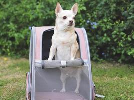 brown short hair chihuahua dog standing  in pet carrier backpack with opened windows, looking away. photo