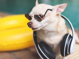 brown short hair chihuahua dog wearing sunglasses and headphones around neck, sitting by swimming pool with yellow swimming ring or inflatable. photo