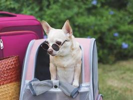brown short hair chihuahua dog wearing sunglasses standing  in pet carrier backpack on green grass with travel accessories, pink luggage and  woven bag. photo