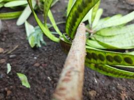 clandingan de frutas o verduras de indonesia foto