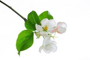 Flowering branch of apple isolated on a white background. photo