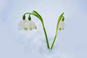 snowdrop flower growing in snow in early spring forest photo