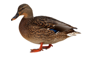 Female duck isolated png