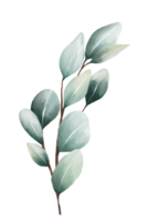 eukalyptus löv vattenfärg png