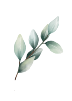 eukalyptus löv vattenfärg png