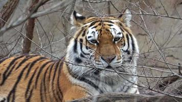 tigre de sibérie, panthera tigris altaica video