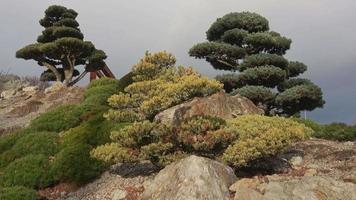 jardín con piedras y algunos árboles coníferos enanos video