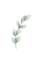 eukalyptus vattenfärg grön png