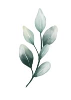 eukalyptus löv vattenfärg png