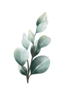 eukalyptus löv vattenfärg png