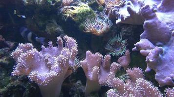 Corals in marine aquarium. Sea anemone in manmade aquarium video