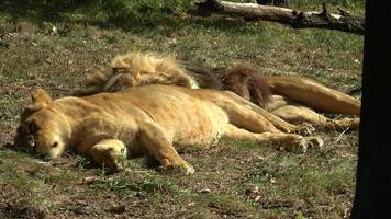 um leão e uma leoa dormindo juntos video