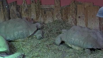 Deux tortues sillonnées africaines Centrochelys sulcata mangeant de l'herbe sèche video