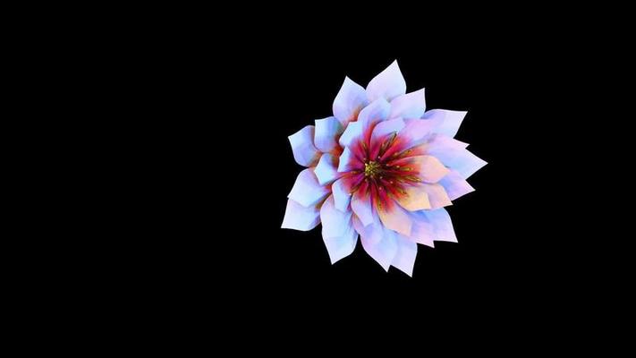 Flower Blooming Animation Stock Video Footage for Free Download