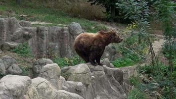 kamchatka Marrone orso, ursus arctos beringianus video