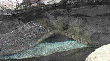 Anaconda in the water old dropped snake skin. video