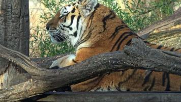 sibirisk tiger, panthera tigris altaica video
