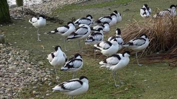 Flock of Pied avocets, black and white wader bird Recurvirostra avosetta video