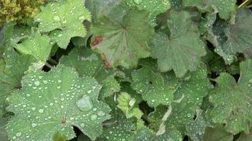 Alchemilla vulgaris or lady's mantle, herbaceous perennial plant member of the rose family, are grown in gardens for their leaves, which collect sparkling water droplets. video