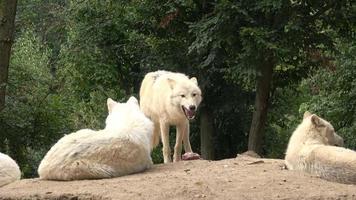 Four arctic wolves. Family of arctic wolves. video