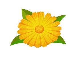 Vector illustration, Calendula officinalis also called marigold, isolated on white background.