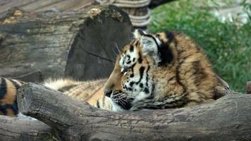 Tiger cub. Siberian tiger, Panthera tigris altaica. video